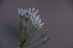 Nothoscordum gracile
