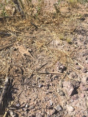 Phrynosoma goodei