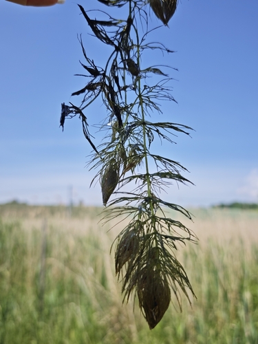 Soft Hornwort