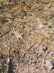 Phrynosoma goodei