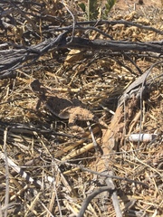 Phrynosoma goodei