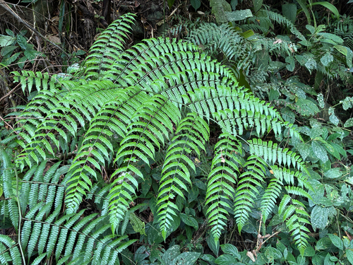 Diplazium polypodioides observed 2026-06-02