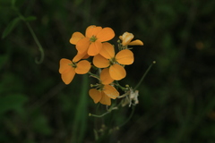 Erysimum amurense