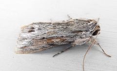 Supralathosea obtusa