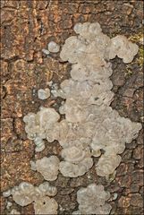 Tremella globispora