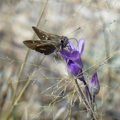 Atrytonopsis pittacus