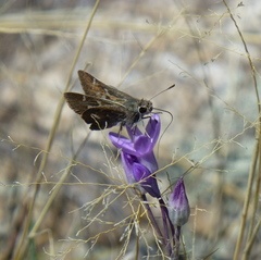 Atrytonopsis pittacus