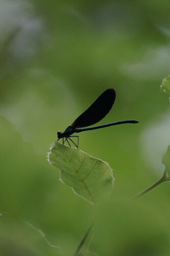 Beautiful Demoiselle