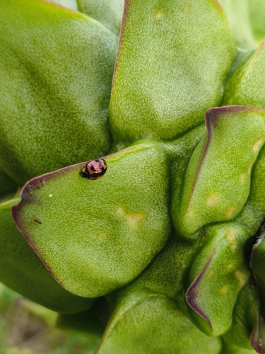 Six-spotted Zigzag Ladybird