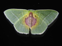 Nemoria astraea
