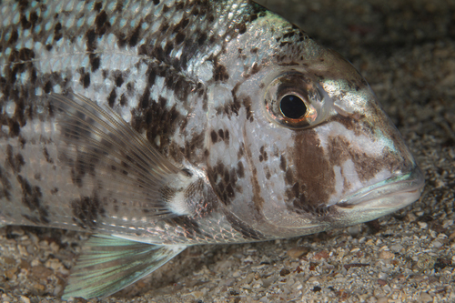 Galapagos porgy (Calamus taurinus) — Sparidae — 2