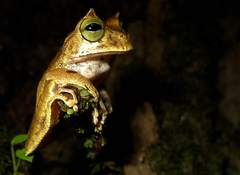 Gastrotheca cornuta