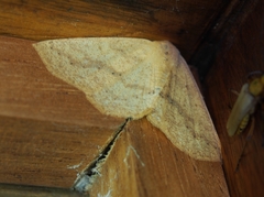 Sabulodes