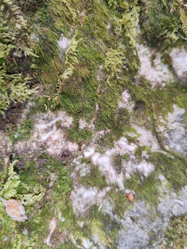 Serpoleskea confervoides observed 2026-06-02
