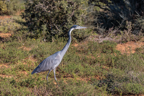 iNaturalist: (c) bbsash, some rights reserved (CC BY-NC) iNaturalist image