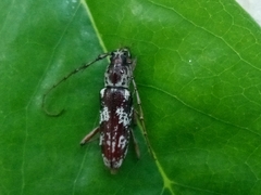 Elaphidion irroratum