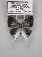 Hypolycaena dubia