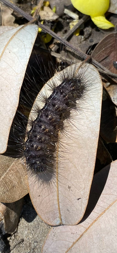 Creatonotos punctivitta