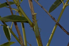 Parastagmatoptera