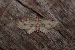 Poecilasthena scoliota