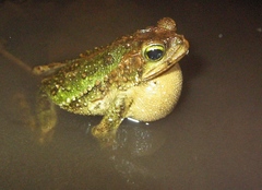 Incilius coniferus