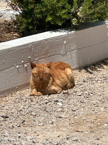 Domestic Cat