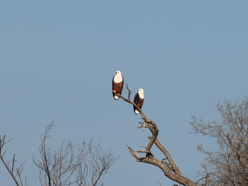 iNaturalist: (c) Nico Lubcker, some rights reserved (CC BY-NC), uploaded by Nico Lubcker iNaturalist image