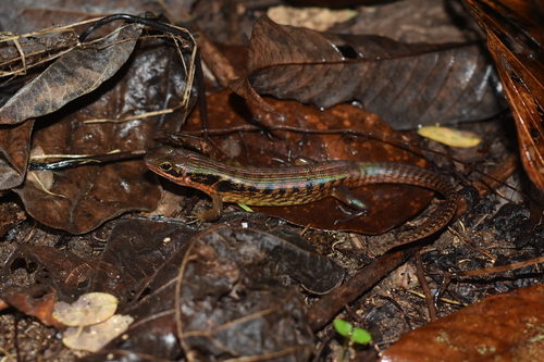 Sphenomorphus jobiensis observed 2025-11-10