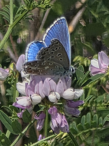 Adonis Blue