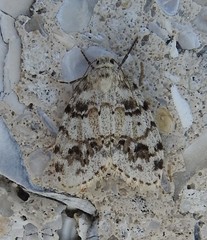 Clemensia ochreata