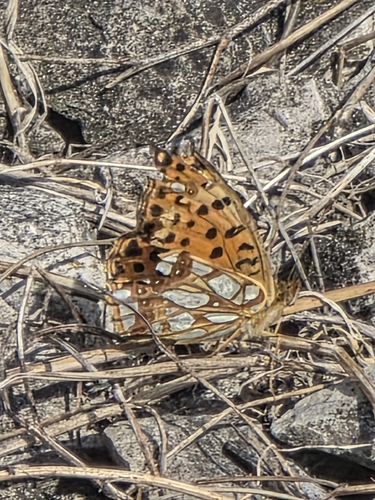 Queen of Spain Fritillary