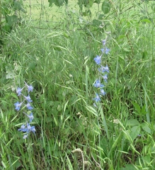 Delphinium carolinianum