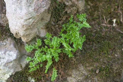 Woodsia hancockii iNat (1)