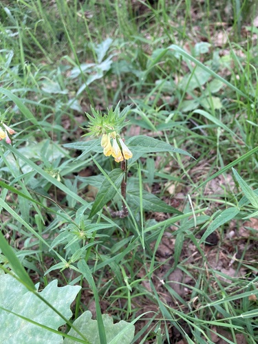 Common Cow-wheat