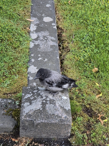 Hooded Crow