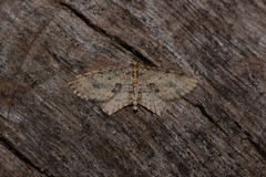 Poecilasthena scoliota