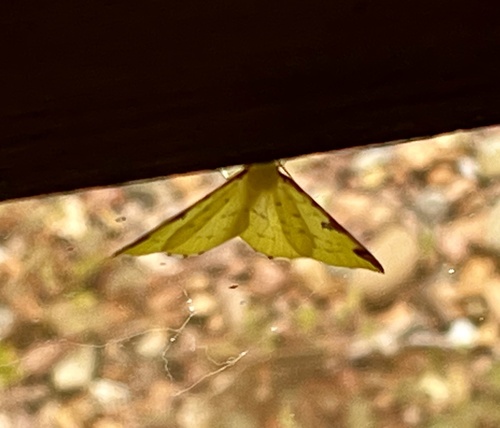 Brimstone Moth