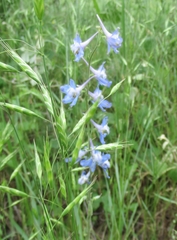 Delphinium carolinianum