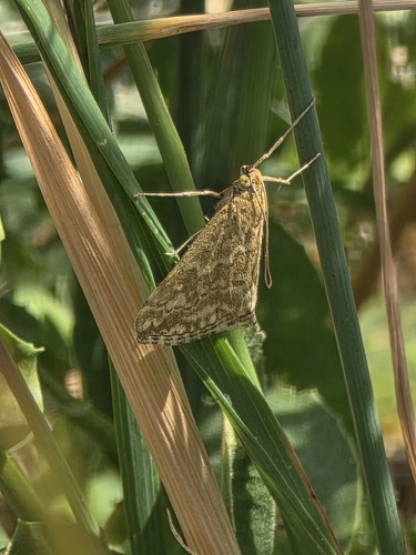 Evergestis frumentalis