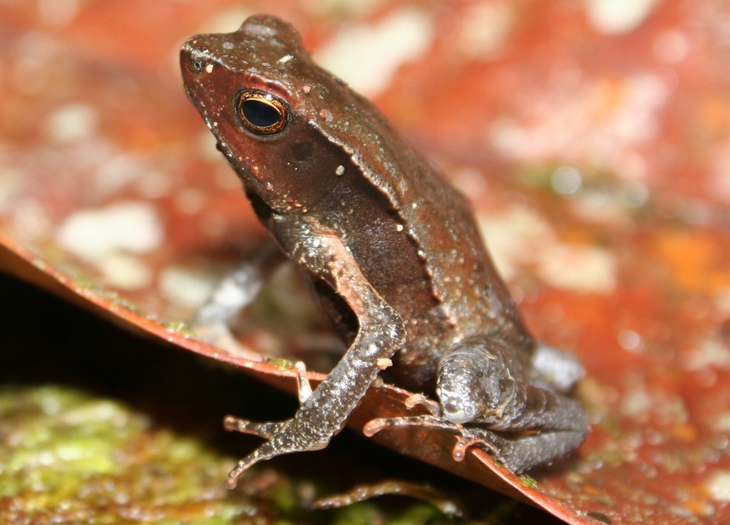 Mueses-Cisneros Toad