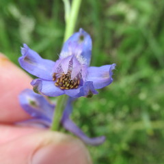 Delphinium carolinianum