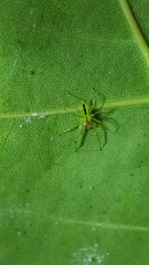 Lyssomanes portoricensis