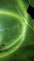 Lyssomanes portoricensis