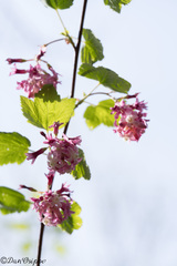 (c) Dan Osipov, some rights reserved (CC BY) Ribes malvaceum, photograph (c) Dan Osipov, some rights reserved (CC BY)