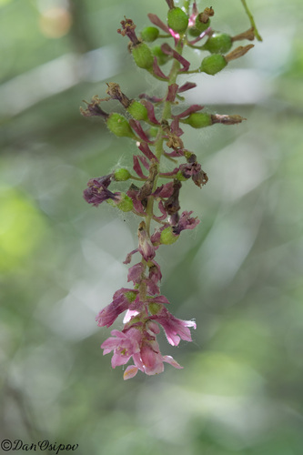 Ribes malvaceum, photograph 4