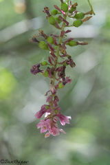 (c) Dan Osipov, some rights reserved (CC BY) Ribes malvaceum, photograph (c) Dan Osipov, some rights reserved (CC BY)
