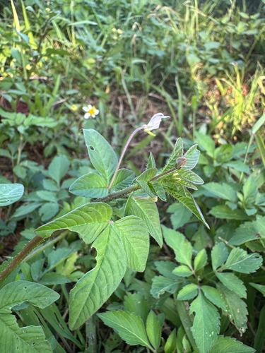 Purple Cleome