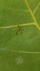 Lyssomanes portoricensis