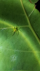 Lyssomanes portoricensis