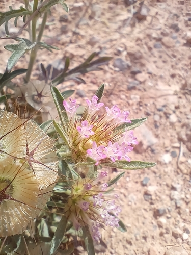 starflower pincushions